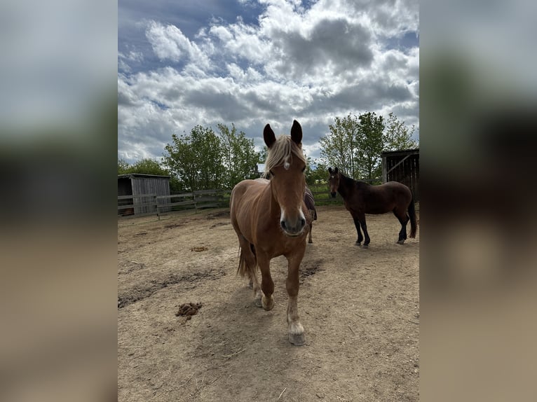 Nórico Caballo castrado 4 años 168 cm Alazán in Alzey