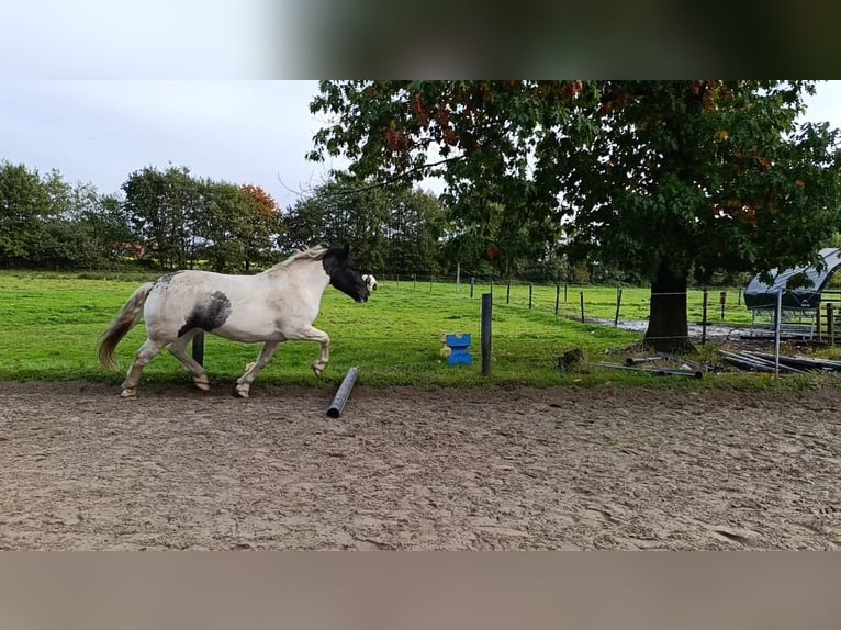 Nórico Caballo castrado 4 años 170 cm Pío in Vreden
