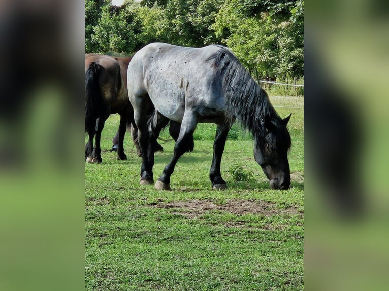 Nórico Caballo castrado 4 años in Niedere Börde