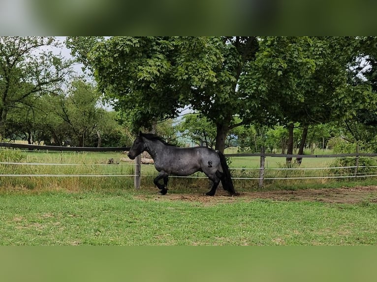 Nórico Caballo castrado 4 años in Niedere Börde