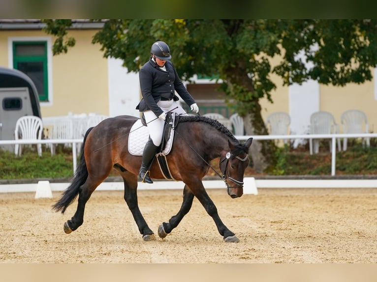 Nórico Caballo castrado 4 años Castaño oscuro in Desselbrunn