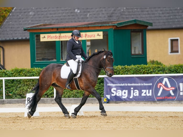 Nórico Caballo castrado 4 años Castaño oscuro in Desselbrunn