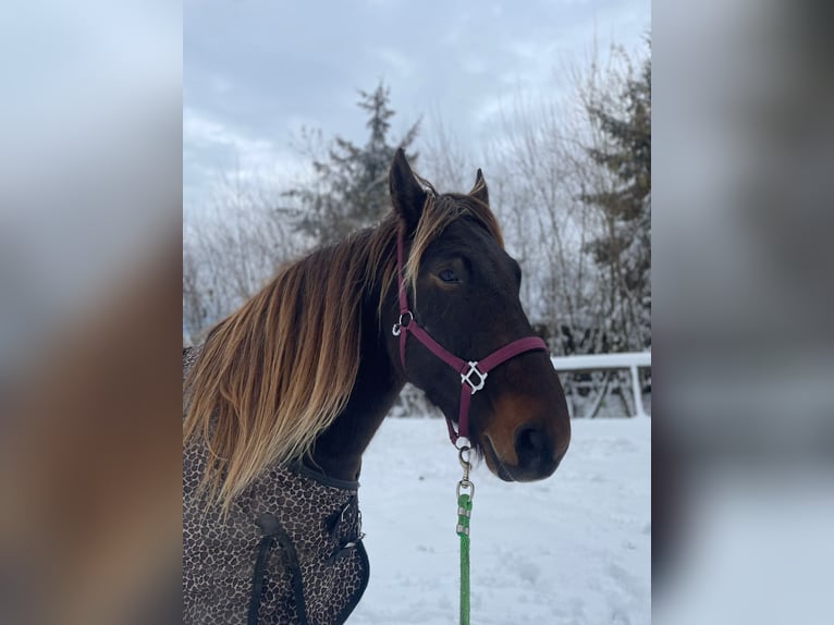 Nórico Mestizo Caballo castrado 5 años 157 cm Alazán-tostado in Simmerath