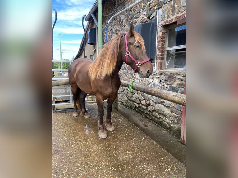 Nórico Mestizo Caballo castrado 5 años 157 cm Alazán-tostado in Simmerath