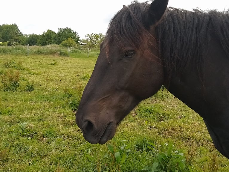 Nórico Caballo castrado 5 años 160 cm Negro in Kl&#xFC;tz