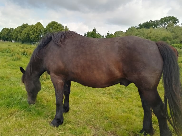 Nórico Caballo castrado 5 años 160 cm Negro in Kl&#xFC;tz