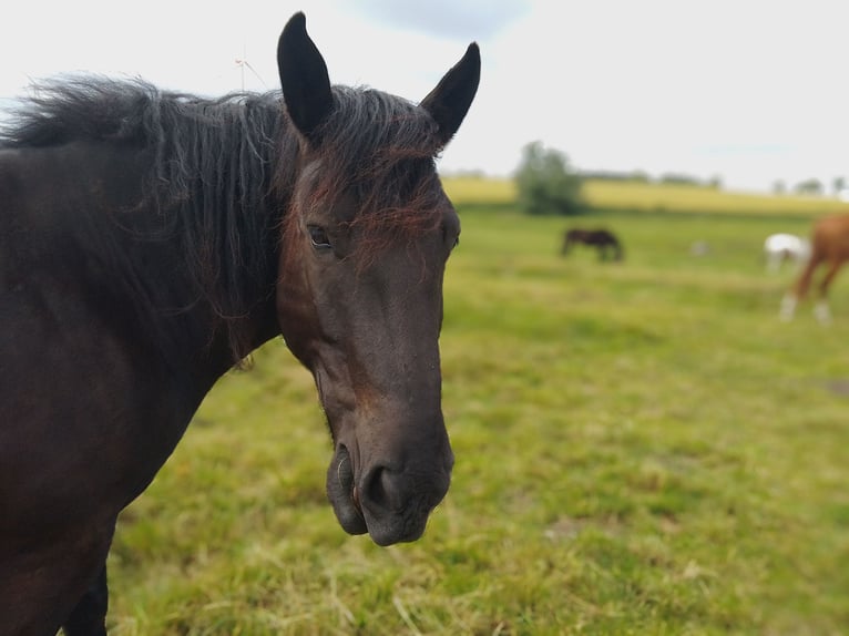 Nórico Caballo castrado 5 años 160 cm Negro in Kl&#xFC;tz