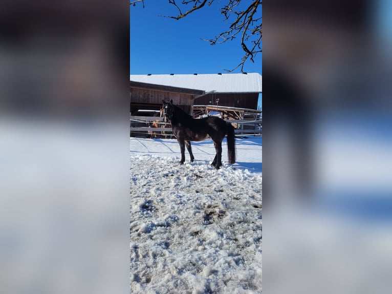 Nórico Caballo castrado 5 años 161 cm Castaño oscuro in Thalgau