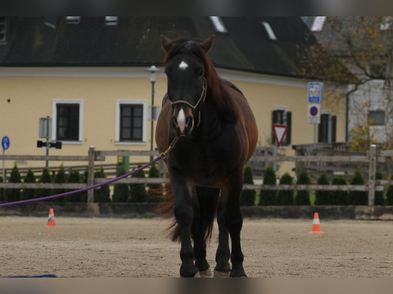 Nórico Caballo castrado 5 años 161 cm Castaño oscuro in Thalgau