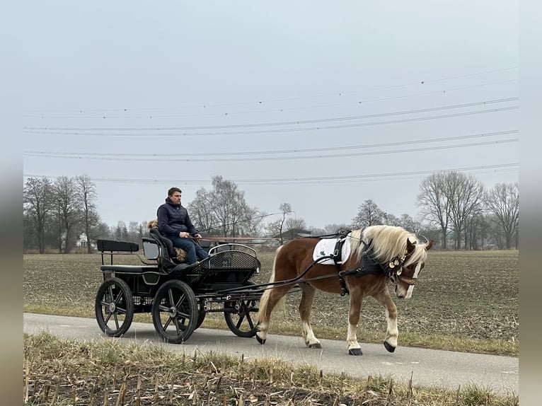 Nórico Caballo castrado 5 años 162 cm Alazán in Riedlingen