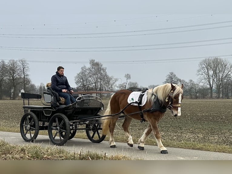 Nórico Caballo castrado 5 años 162 cm Alazán in Riedlingen