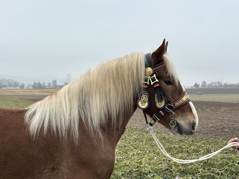 Nórico Caballo castrado 5 años 162 cm Alazán in Riedlingen