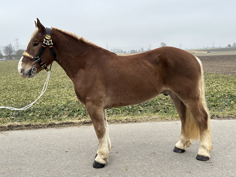 Nórico Caballo castrado 5 años 162 cm Alazán in Riedlingen