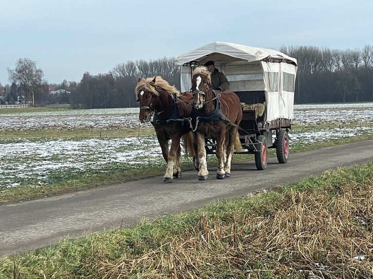 Nórico Caballo castrado 5 años 162 cm Alazán in Obertilliach