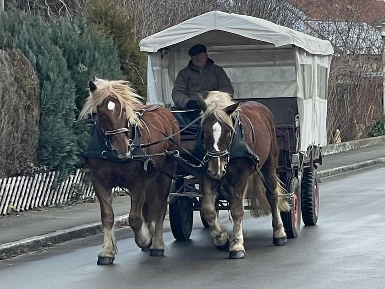 Nórico Caballo castrado 5 años 162 cm Alazán in Obertilliach