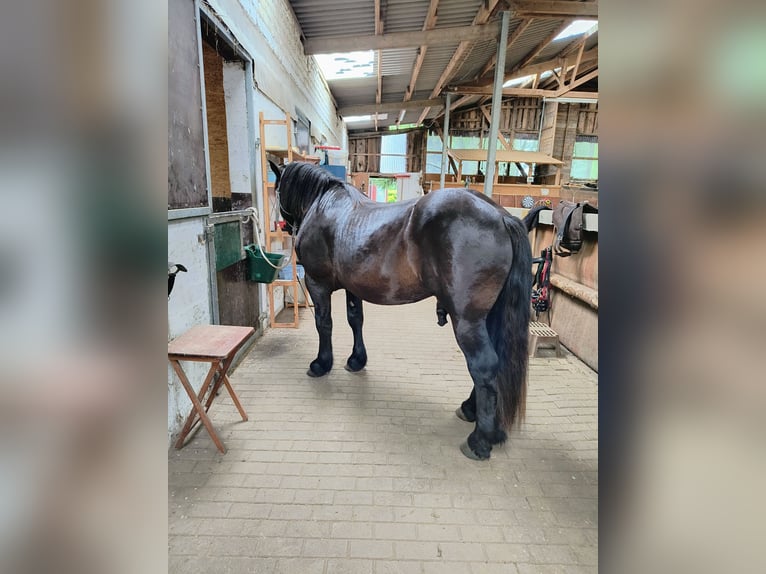 Nórico Caballo castrado 5 años 162 cm Negro in Peenehagen