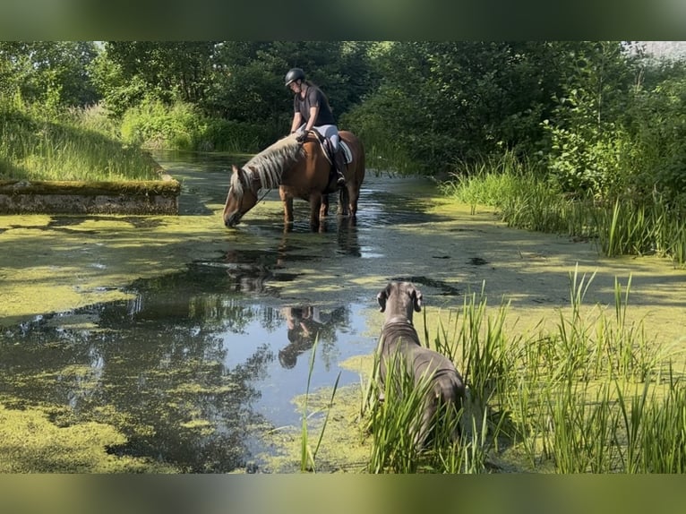 Nórico Caballo castrado 5 años 163 cm Alazán in Pelmberg