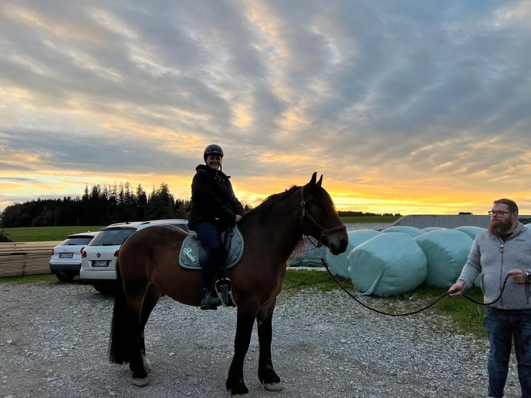 Nórico Caballo castrado 5 años 163 cm Castaño in KemptenKempten
