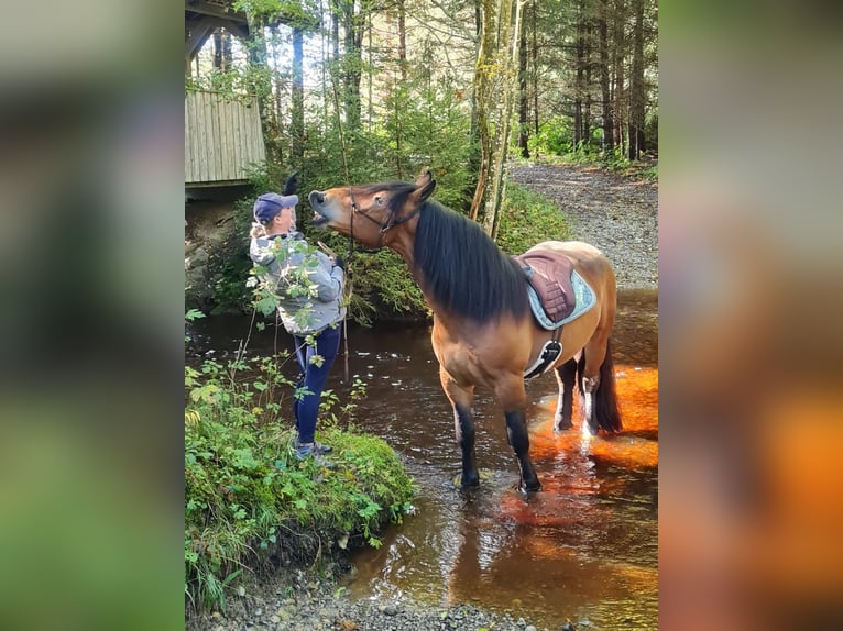 Nórico Caballo castrado 5 años 163 cm Castaño in KemptenKempten