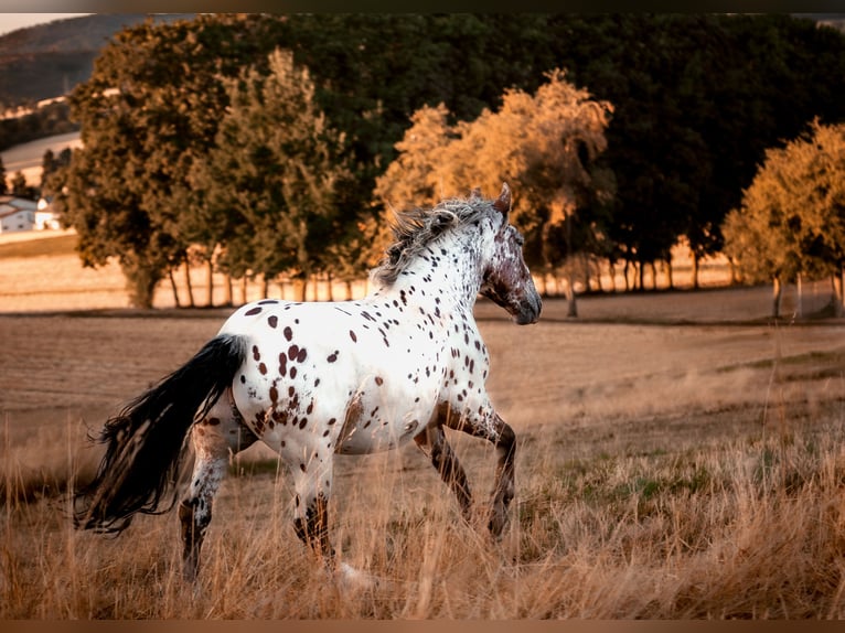 Nórico Caballo castrado 5 años 165 cm Atigrado/Moteado in Bad CambergBad Camberg