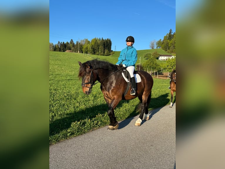 Nórico Caballo castrado 5 años 165 cm Castaño in Atzesberg