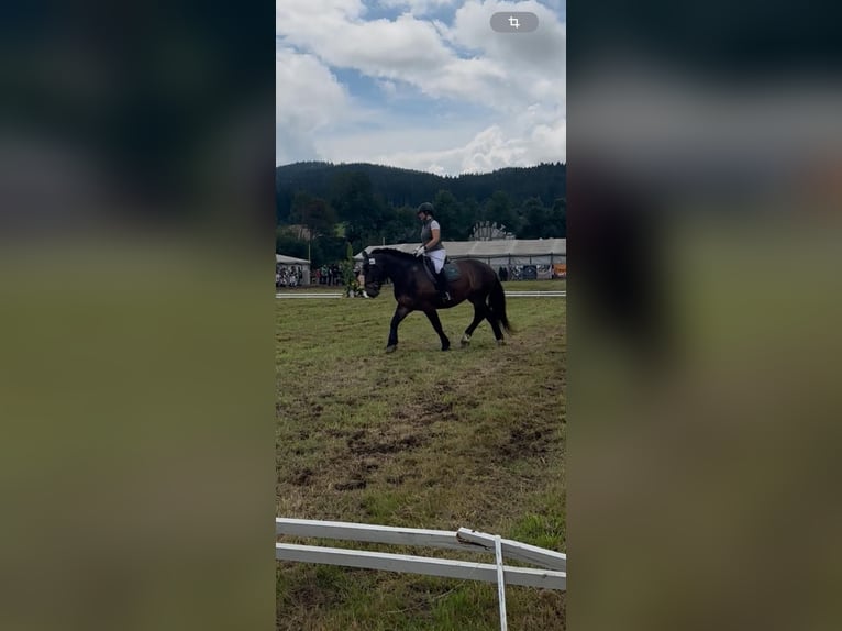 Nórico Caballo castrado 5 años 165 cm Castaño in Atzesberg