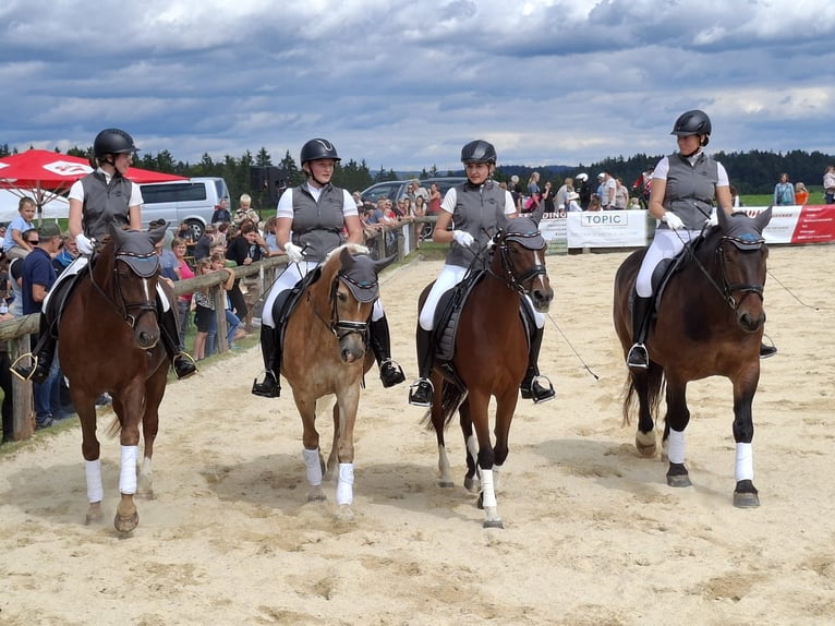 Nórico Caballo castrado 5 años 165 cm Castaño in Atzesberg