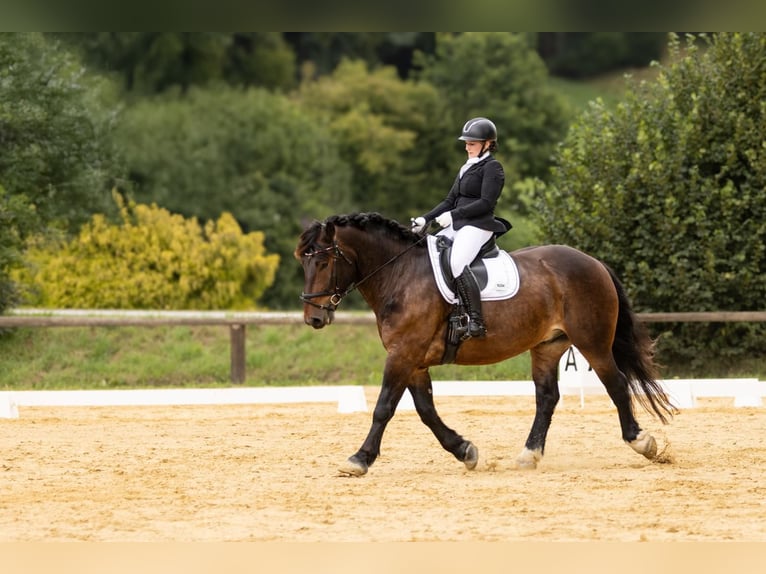 Nórico Caballo castrado 5 años 165 cm Castaño in Atzesberg