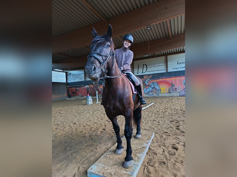 Nórico Caballo castrado 5 años 165 cm Negro in Hard