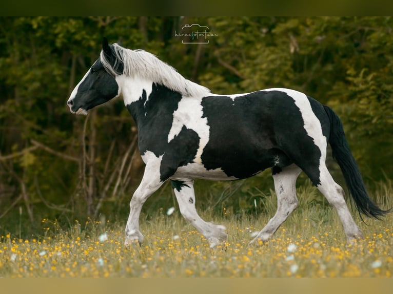 Nórico Mestizo Caballo castrado 5 años 165 cm Pío in SelbSelb