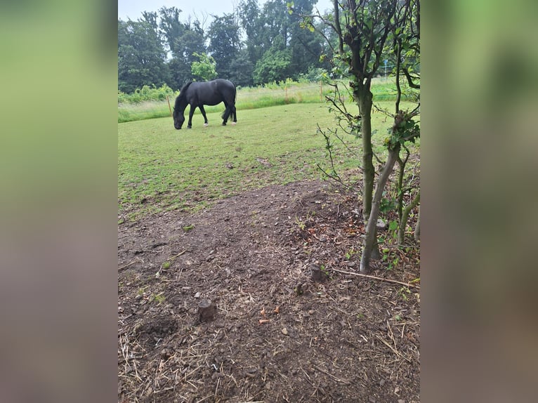 Nórico Caballo castrado 5 años 168 cm Negro in Warendorf