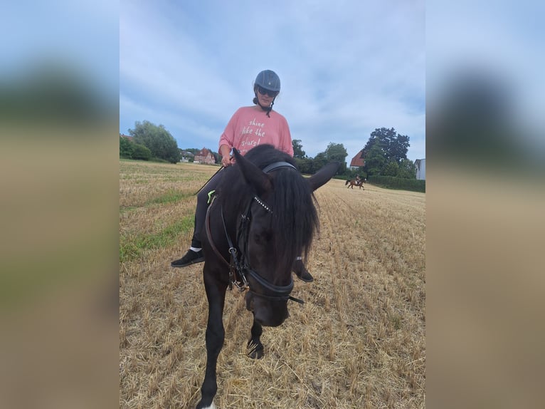 Nórico Caballo castrado 5 años 168 cm Negro in Warendorf