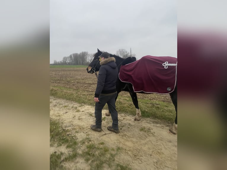 Nórico Caballo castrado 5 años 170 cm in MeerbuschMeerbusch