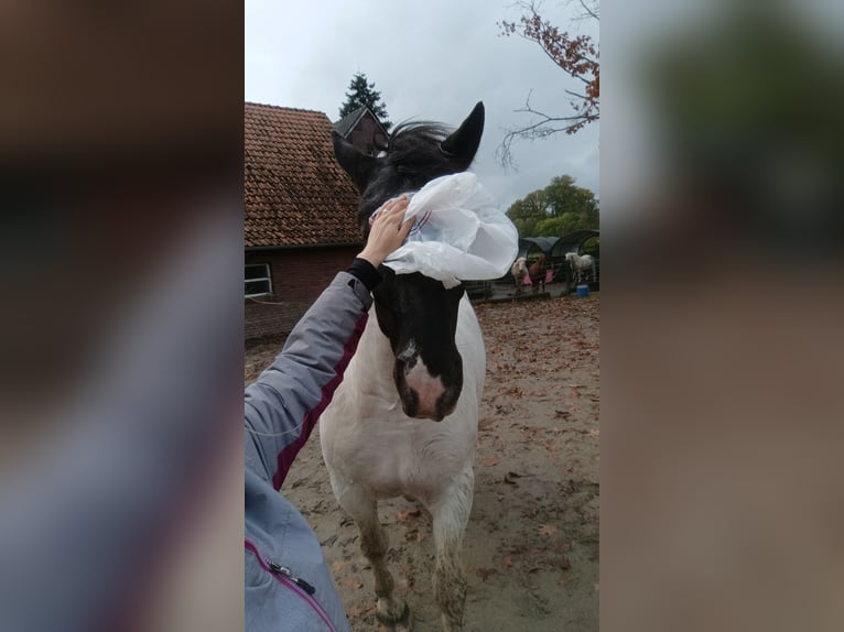 Nórico Caballo castrado 5 años 170 cm Pío in Vreden