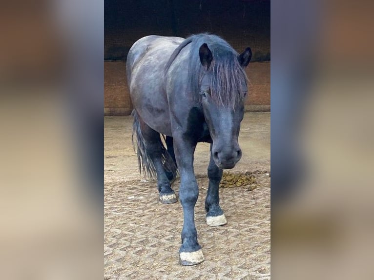 Nórico Caballo castrado 5 años 175 cm Castaño oscuro in Markt Indersdorf