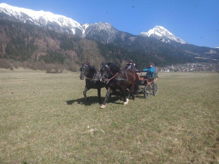 Nórico Caballo castrado 5 años Atigrado/Moteado in St. Daniel