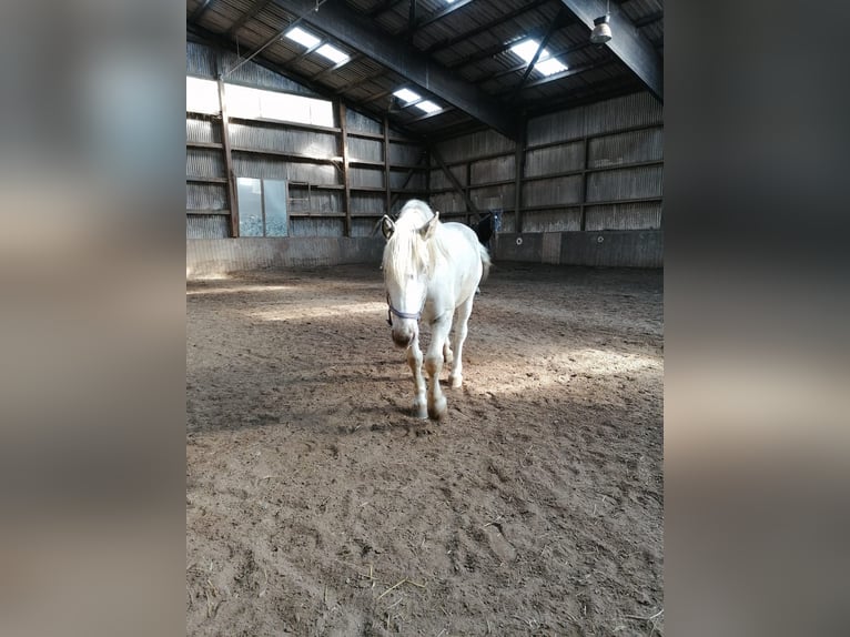 Nórico Caballo castrado 5 años Tordo in Schrozberg