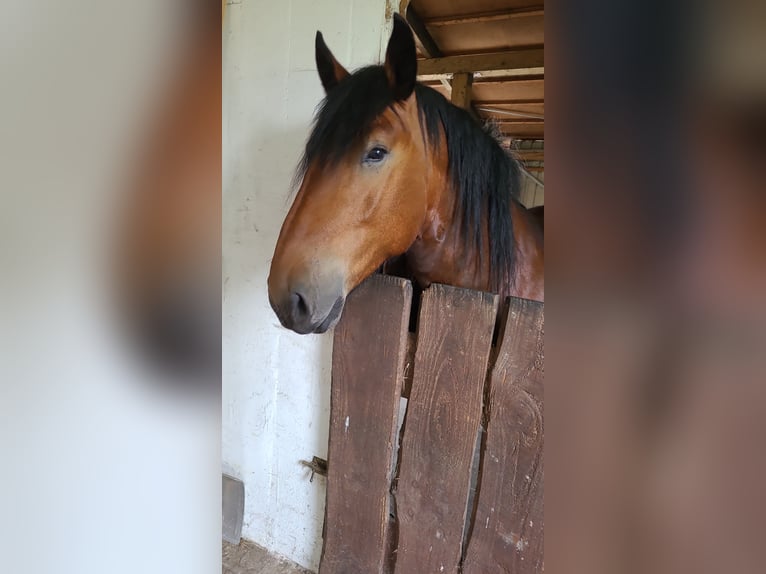 Nórico Caballo castrado 6 años 153 cm Castaño oscuro in Südbrookmerland Moorhusen