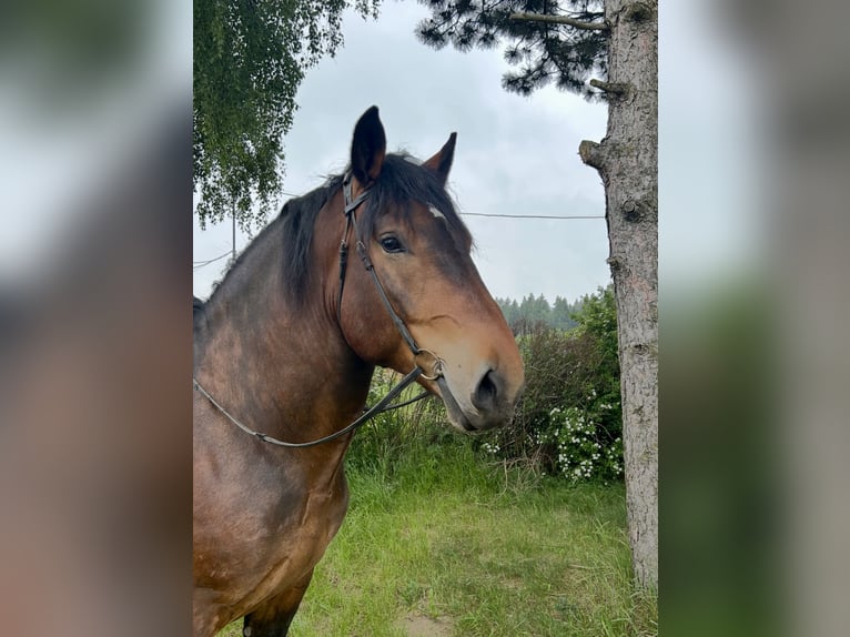Nórico Caballo castrado 6 años 160 cm Castaño in Pelmberg