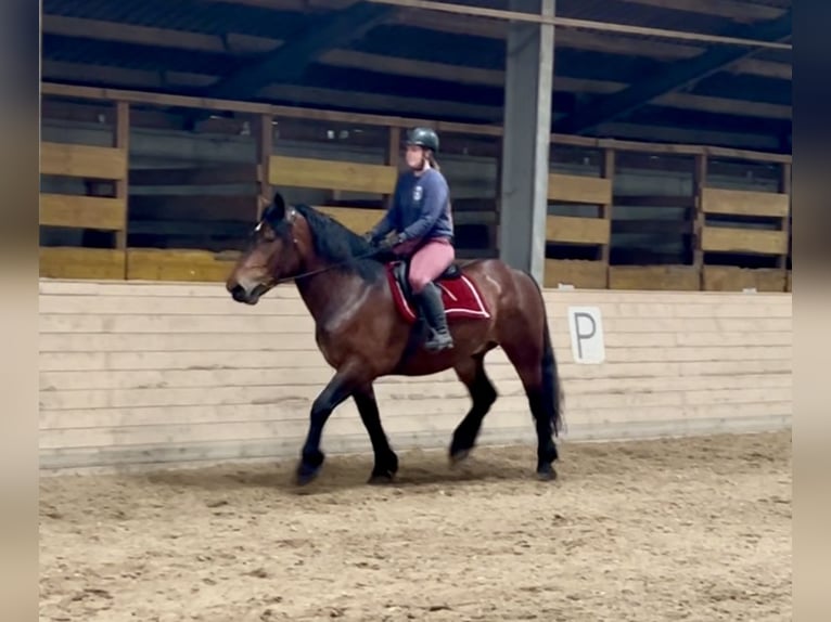 Nórico Caballo castrado 6 años 160 cm Castaño in Pelmberg