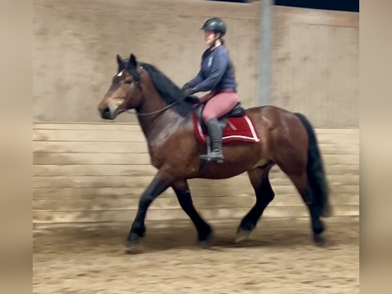 Nórico Caballo castrado 6 años 160 cm Castaño in Pelmberg