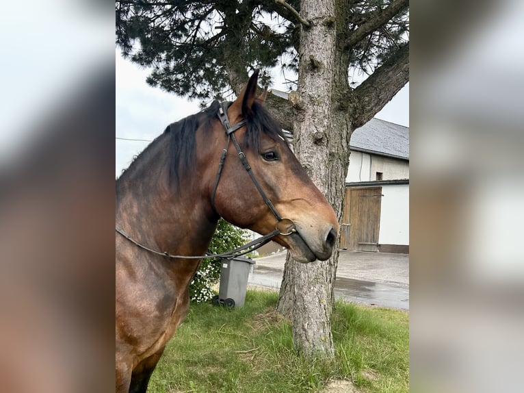 Nórico Caballo castrado 6 años 160 cm Castaño in Pelmberg
