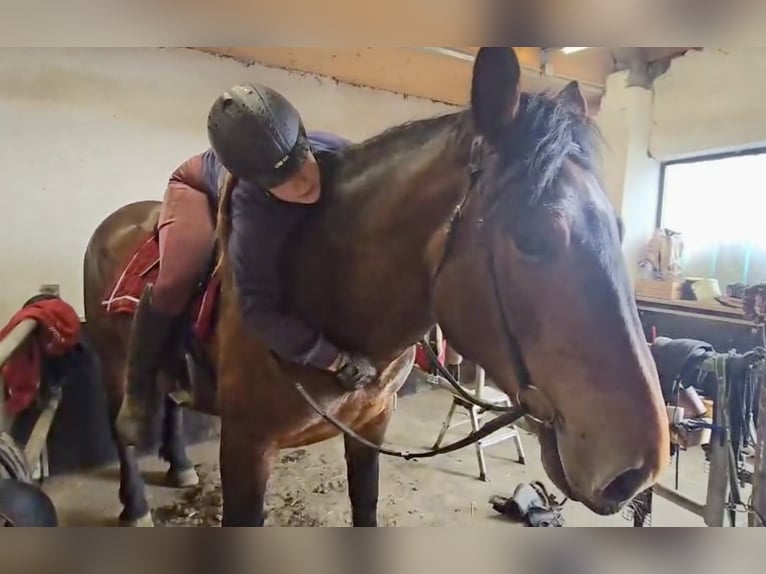 Nórico Caballo castrado 6 años 160 cm Castaño in Pelmberg