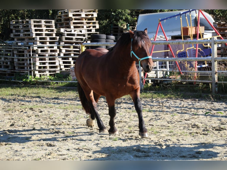 Nórico Caballo castrado 6 años 162 cm  in Gangkofen