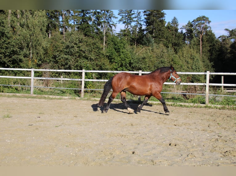 Nórico Caballo castrado 6 años 162 cm  in Gangkofen