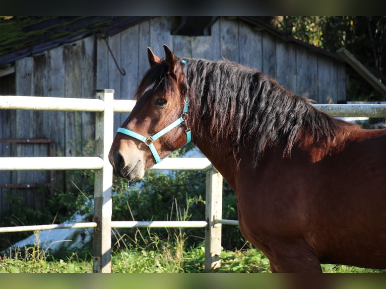Nórico Caballo castrado 6 años 162 cm  in Gangkofen