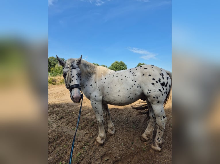 Nórico Caballo castrado 6 años 164 cm Atigrado/Moteado in Hardebek