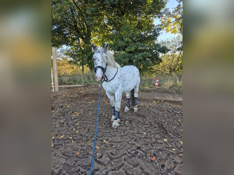 Nórico Caballo castrado 6 años 164 cm Atigrado/Moteado in Hardebek