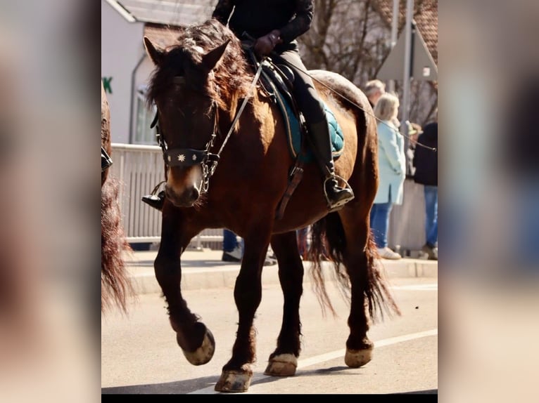 Nórico Caballo castrado 6 años 164 cm Atigrado/Moteado in Lindberg