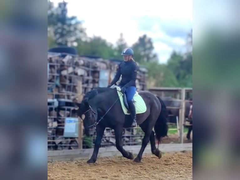 Nórico Mestizo Caballo castrado 6 años 165 cm Negro in Petersberg OT Sennewitz